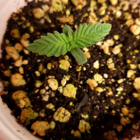 Purple Punch growlog photo: Responded good to the big grow an cal mag 