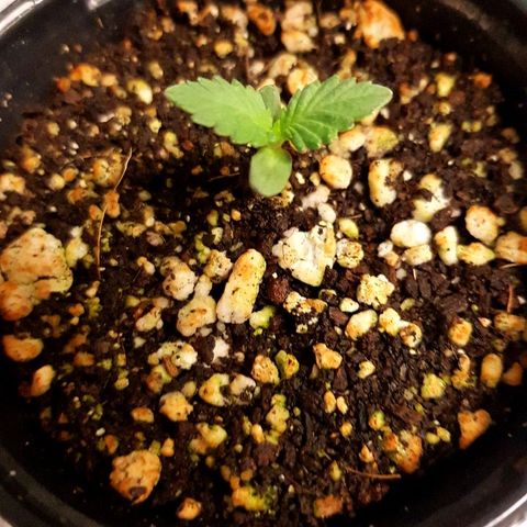 Gorilla Glue #4 growlog timeline photo