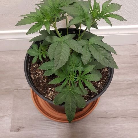 Runts  #1 growlog timeline photo