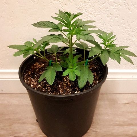 Runts  #1 growlog timeline photo