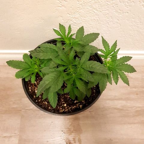 Runts  #1 growlog timeline photo
