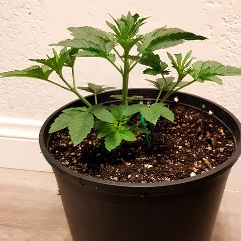 Runts  #1 growlog timeline photo