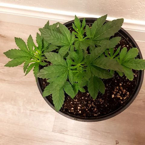 Runts  #1 growlog timeline photo