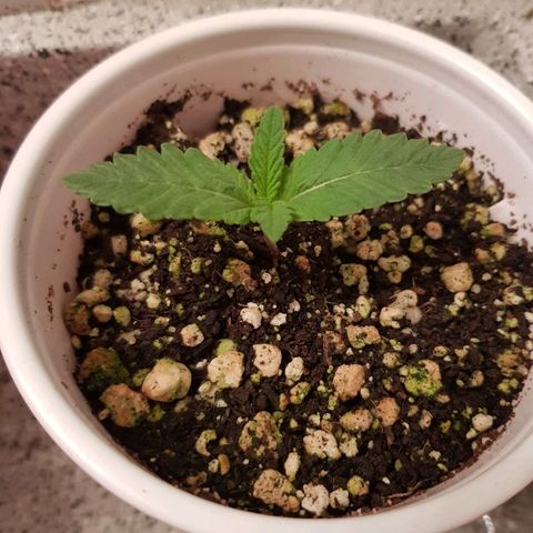 Purple Punch growlog timeline photo