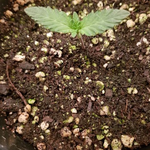 Gorilla Glue #4 growlog timeline photo