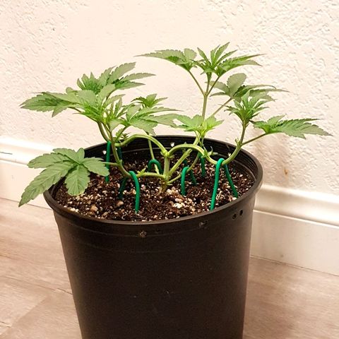 Runts  #1 growlog timeline photo