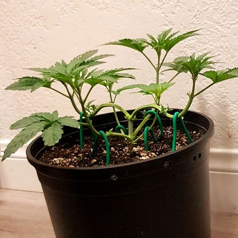 Runts  #1 growlog timeline photo