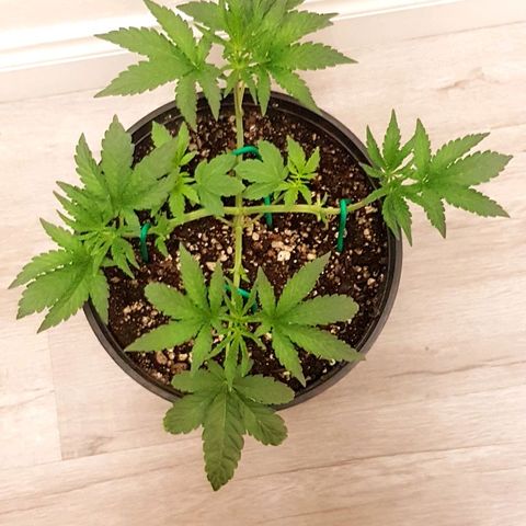 Runts  #1 growlog timeline photo