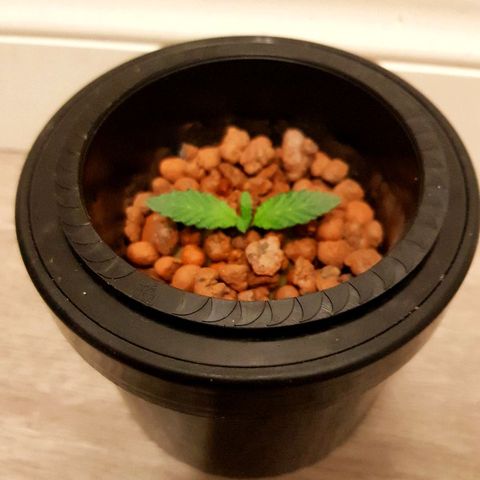 Gorilla Glue #4 growlog timeline photo