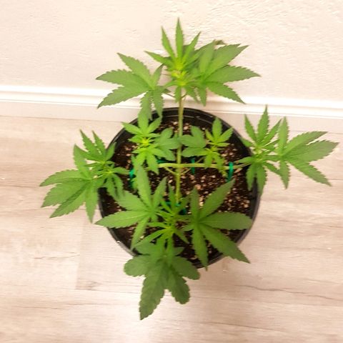 Runts  #1 growlog timeline photo