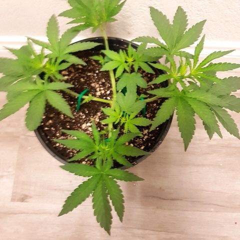 Runts  #1 growlog timeline photo