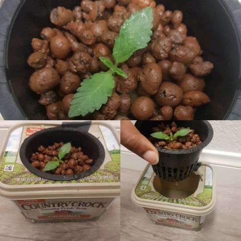 Gorilla Glue #4 growlog timeline photo