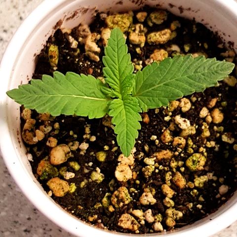 Purple Punch growlog timeline photo
