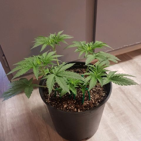 Runts  #1 growlog timeline photo