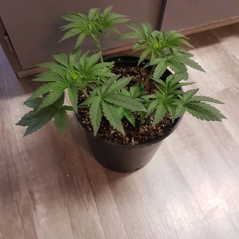 Runts  #1 growlog timeline photo
