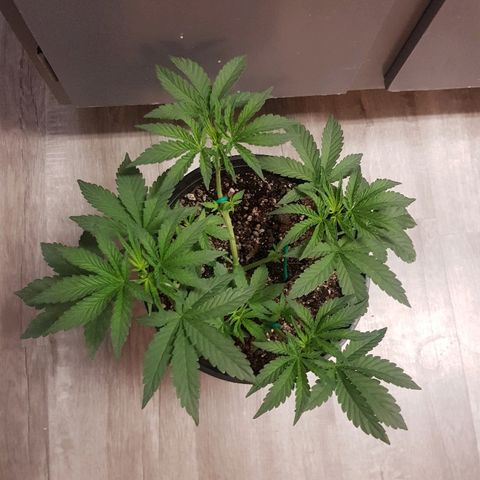 Runts  #1 growlog timeline photo