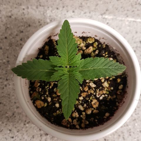 Purple Punch growlog timeline photo