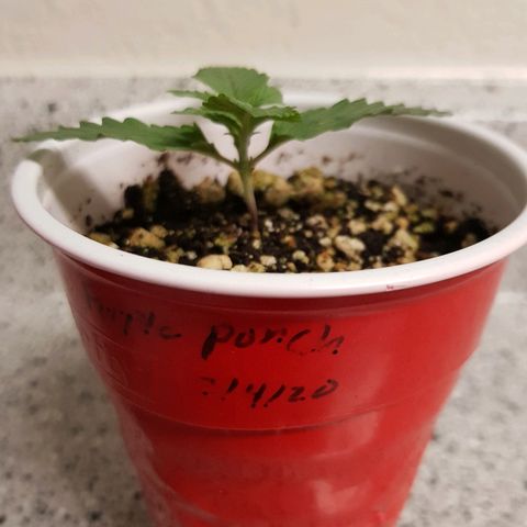 Purple Punch growlog timeline photo