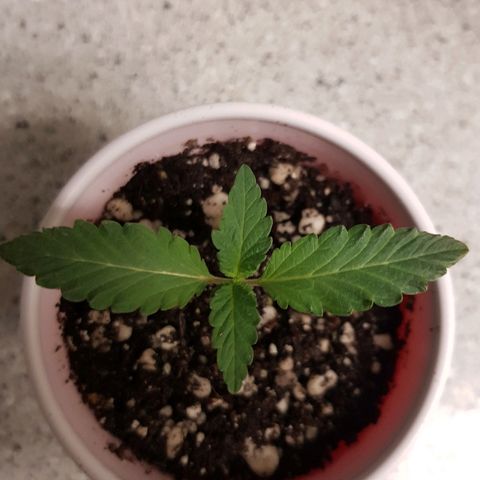 Gorilla Glue #4 growlog timeline photo