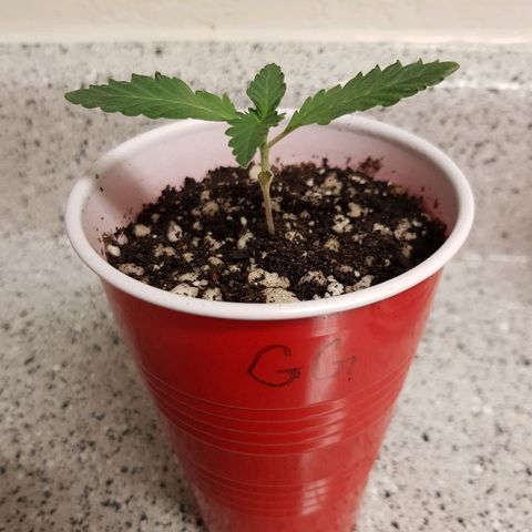 Gorilla Glue #4 growlog timeline photo