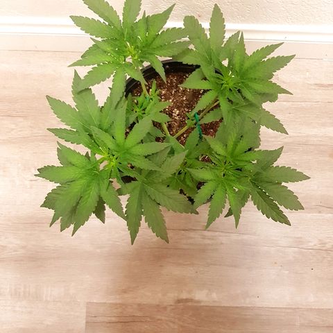 Runts  #1 growlog timeline photo