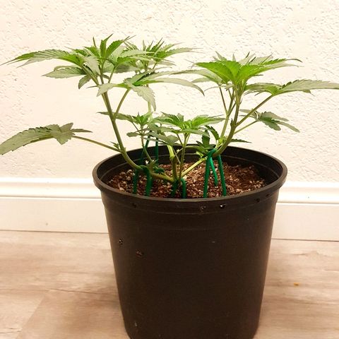 Runts  #1 growlog timeline photo