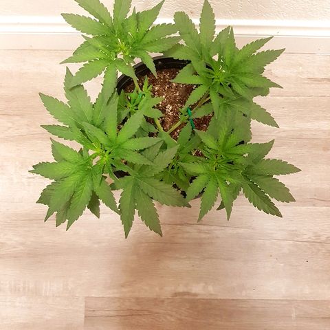 Runts  #1 growlog timeline photo