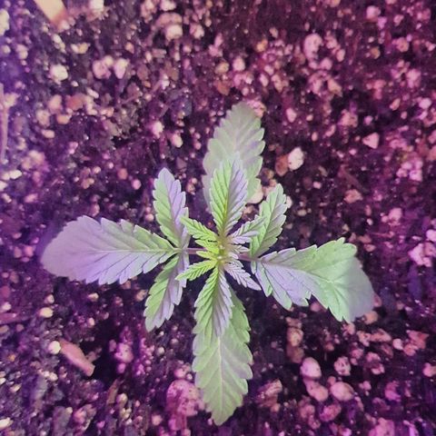 Purple Punch growlog timeline photo