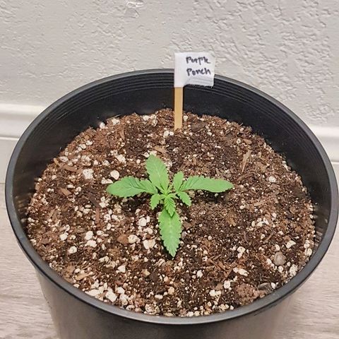 Purple Punch growlog timeline photo