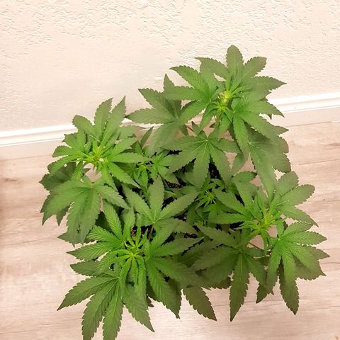Runts  #1 growlog timeline photo