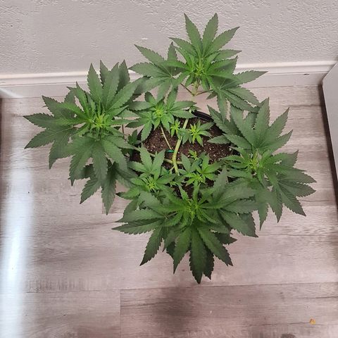 Runts  #1 growlog timeline photo