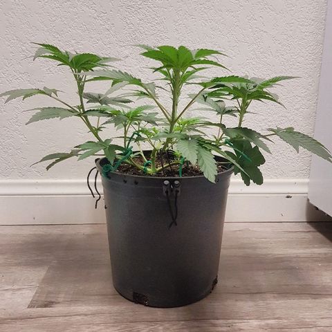 Runts  #1 growlog timeline photo