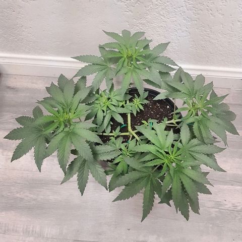 Runts  #1 growlog photo: Started flowering 2 days ago