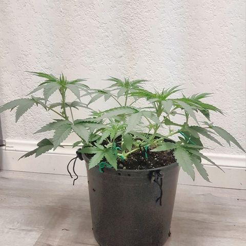 Runts  #1 growlog photo: Started flowering 2 days ago