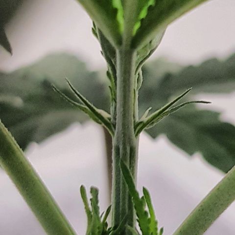 Runts  #1 growlog photo: Started flowering 2 days ago