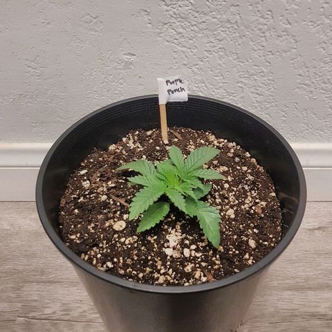 Purple Punch growlog timeline photo