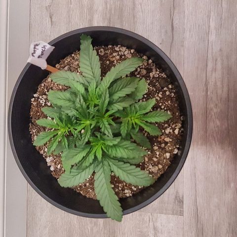 Purple Punch growlog timeline photo
