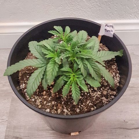 Purple Punch growlog timeline photo