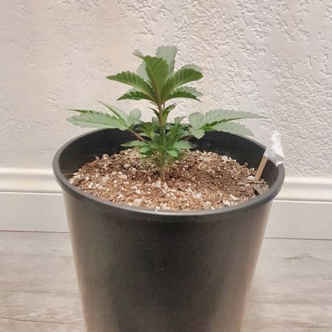 Gorilla Glue #4 growlog timeline photo