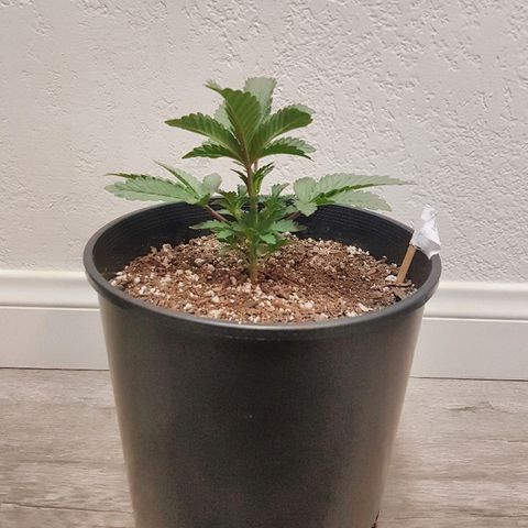 Gorilla Glue #4 growlog timeline photo