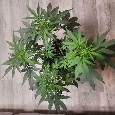 Runts  #1 growlog photo: Did feed yesterday witch I gave them 15ml of bigbloom fertilizer, 2 ml of bloom, an 2 ml of bigbud nutrients,  witch I took a look at plant this morning they had nutrient burn on some of the bigger fan leaves nothing real damaging but will keep a eye on leaves if need to flush will give them a flush but I split the nutrients between 2 2 gallon pots they should be fine 