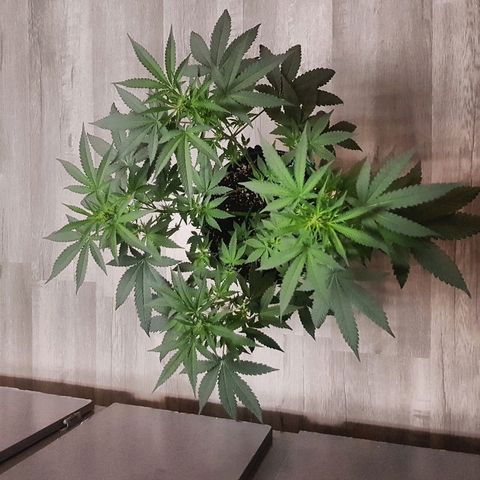 Runts  #1 growlog photo: Did feed yesterday witch I gave them 15ml of bigbloom fertilizer, 2 ml of bloom, an 2 ml of bigbud nutrients,  witch I took a look at plant this morning they had nutrient burn on some of the bigger fan leaves nothing real damaging but will keep a eye on leaves if need to flush will give them a flush but I split the nutrients between 2 2 gallon pots they should be fine 