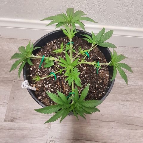 Purple Punch growlog timeline photo