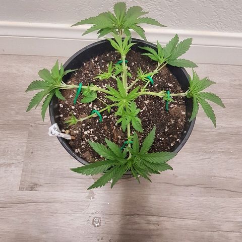 Purple Punch growlog timeline photo