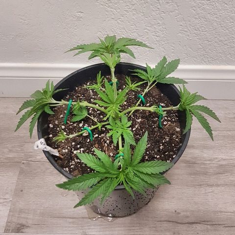Purple Punch growlog timeline photo
