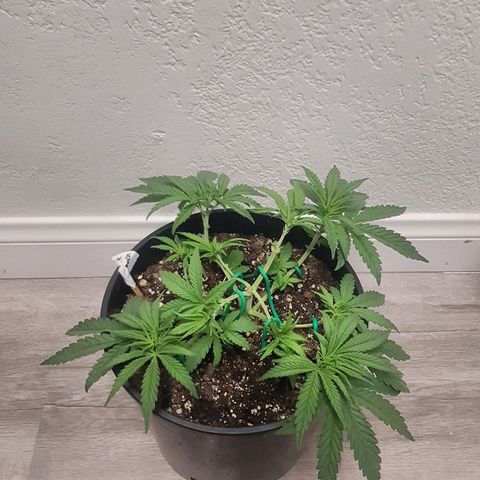 Gorilla Glue #4 growlog timeline photo