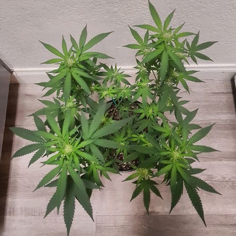 Runts  #1 growlog timeline photo