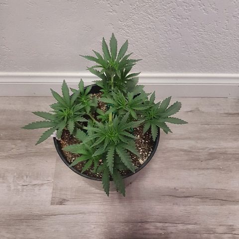 Gorilla Glue #4 growlog timeline photo