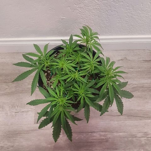 Purple Punch growlog timeline photo