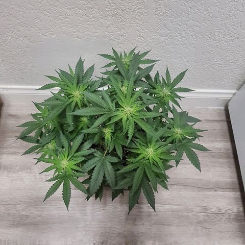Runts  #1 growlog timeline photo